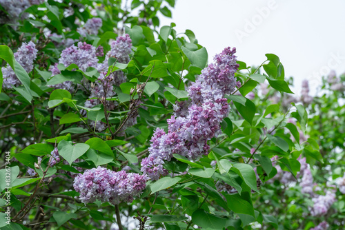 Blooming fragrant branch of lilac flower katherine havemeyer in garden. Bush syringa vulgaris of family oleaceae. Florescence of common lilac in spring. Inflorescence of violet-lavender double flowers