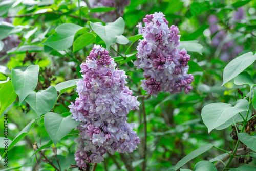 Tableau sur toile Blooming fragrant branch of lilac flower katherine havemeyer in garden