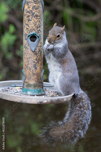 A grey squirrel is standing on a bird feeder and eating the seed. Its bushy tail is hanging down and there is space for text photo