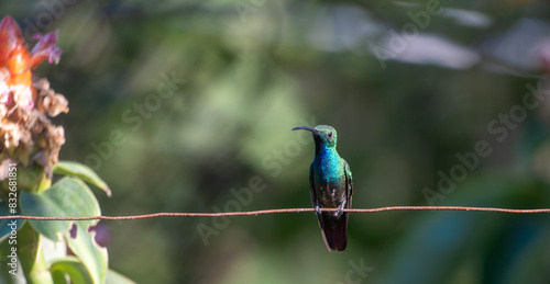 the hummingbird