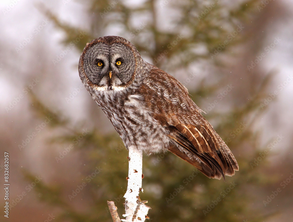 Fototapeta premium Owl Perched in Tree