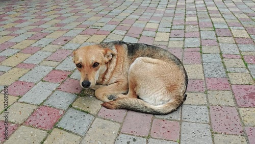 Stray dog lying on the street