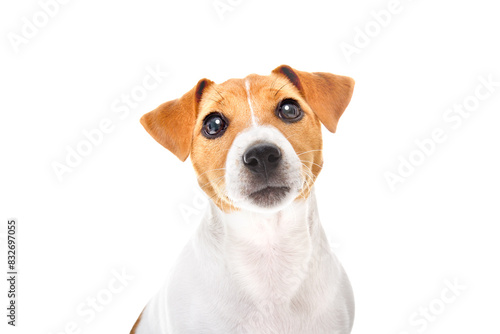Portrait of an curious Jack Russell Terrier puppy, closeup, isolated on a white background © sonsedskaya