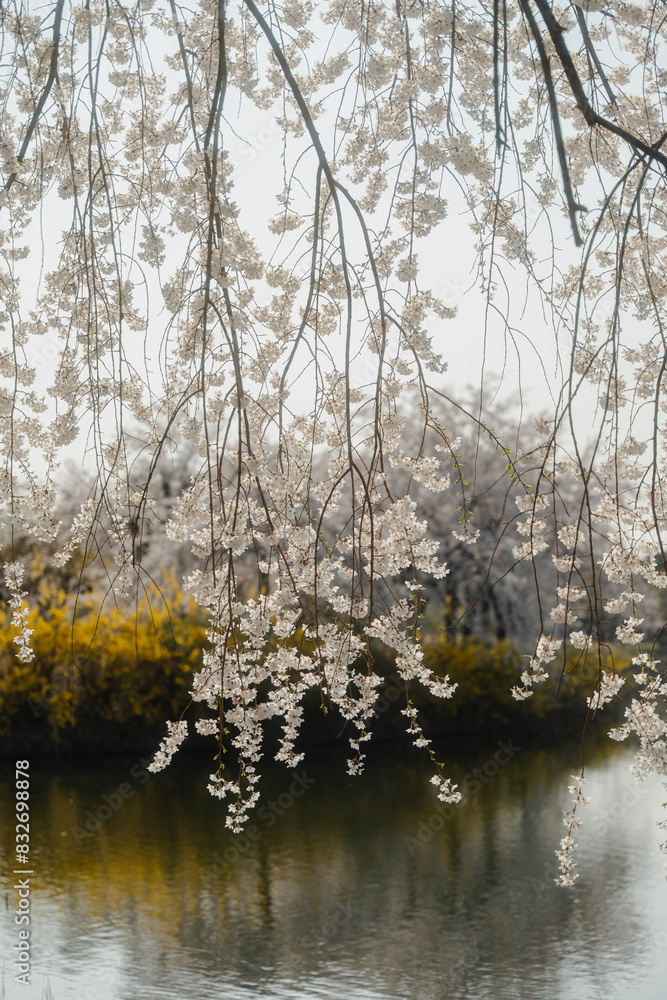 Weeping cherry blossoms hanging over a serene pond in spring Weeping cherry blossoms hanging over a serene pond in spring