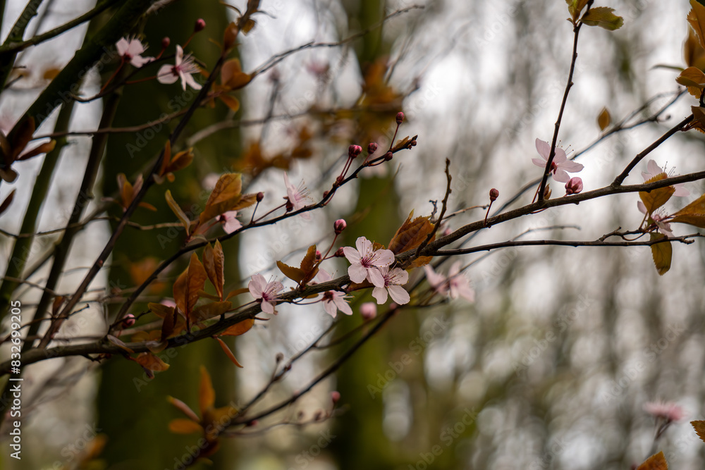 Cherry blossom branch Cherry blossom branch