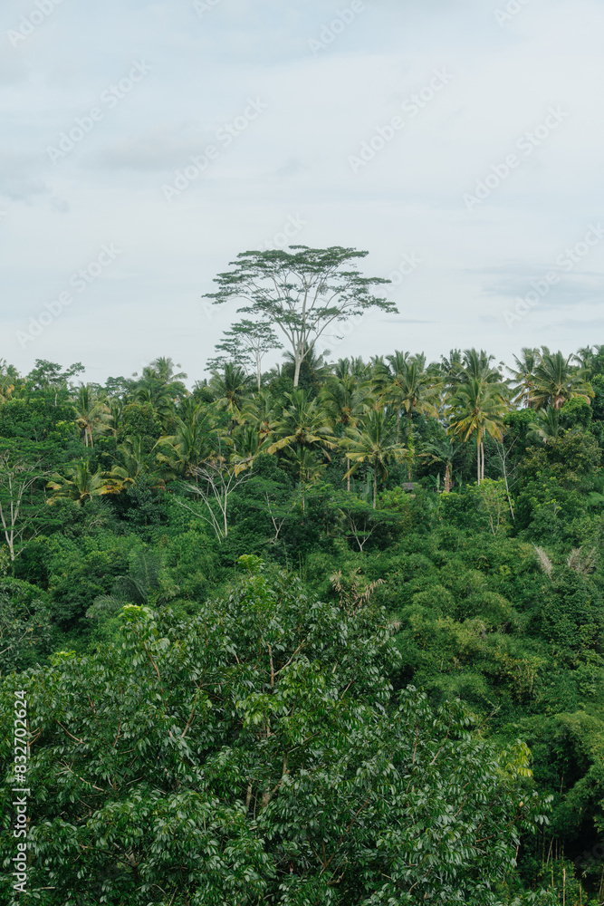 Fototapeta premium Vast Tropical Forest with Tall Trees