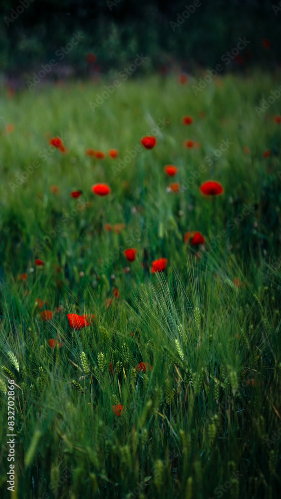 von blumen insekten und wolken