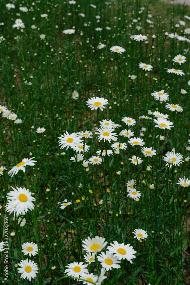 Fototapeta premium Field of Blooming White Daisies in Spring Garden
