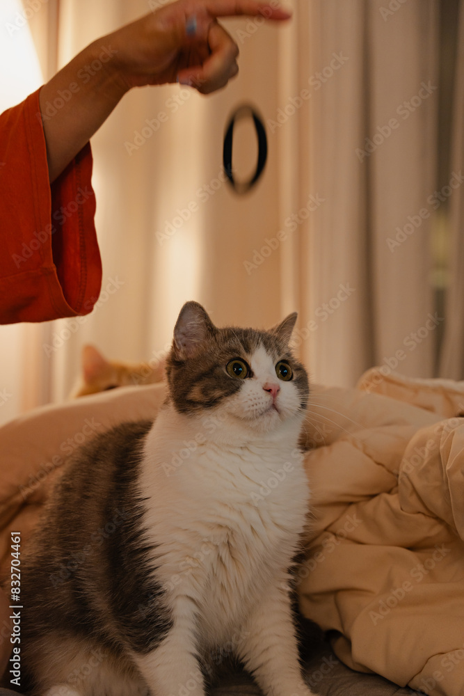Cute cat staring intently while sitting on the bed Cute cat staring intently while sitting on the bed
