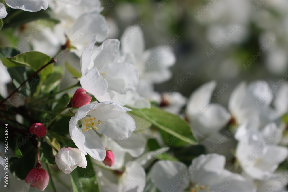 Paradise Apple Tree in full bloom. Extremely beautiful white flowers and red fine buds against a wonderfully beautiful blue sky. Paradise Apple Tree in full bloom. Extremely beautiful white flowers and red fine buds against a wonderfully beautiful blue sky.