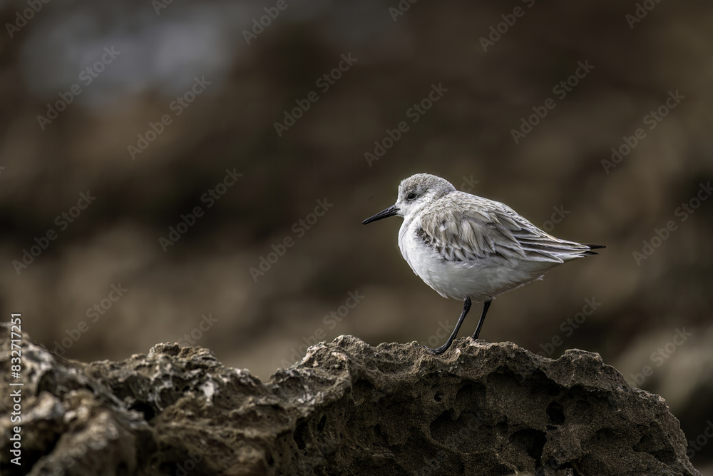 Sanderling Perched on Rocky Outcrop with Dark Background Sanderling Perched on Rocky Outcrop with Dark Background