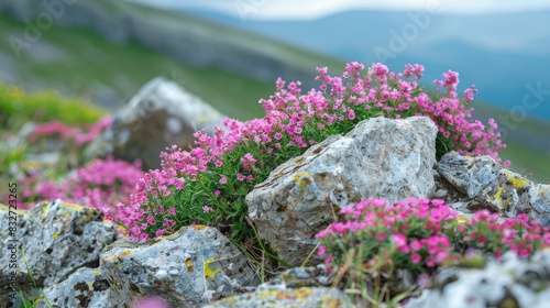 Beautiful pink thyme wildflowers thriving among rocks in the mountains photo