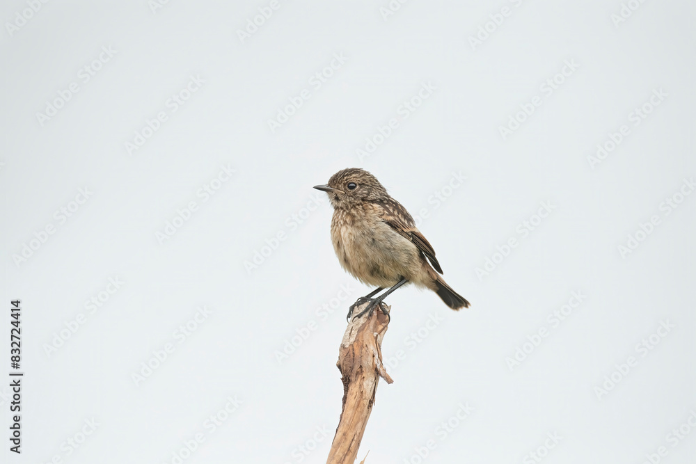 stonechat, saxicola rubicola, perched on a branch in the uk stonechat, saxicola rubicola, perched on a branch in the uk