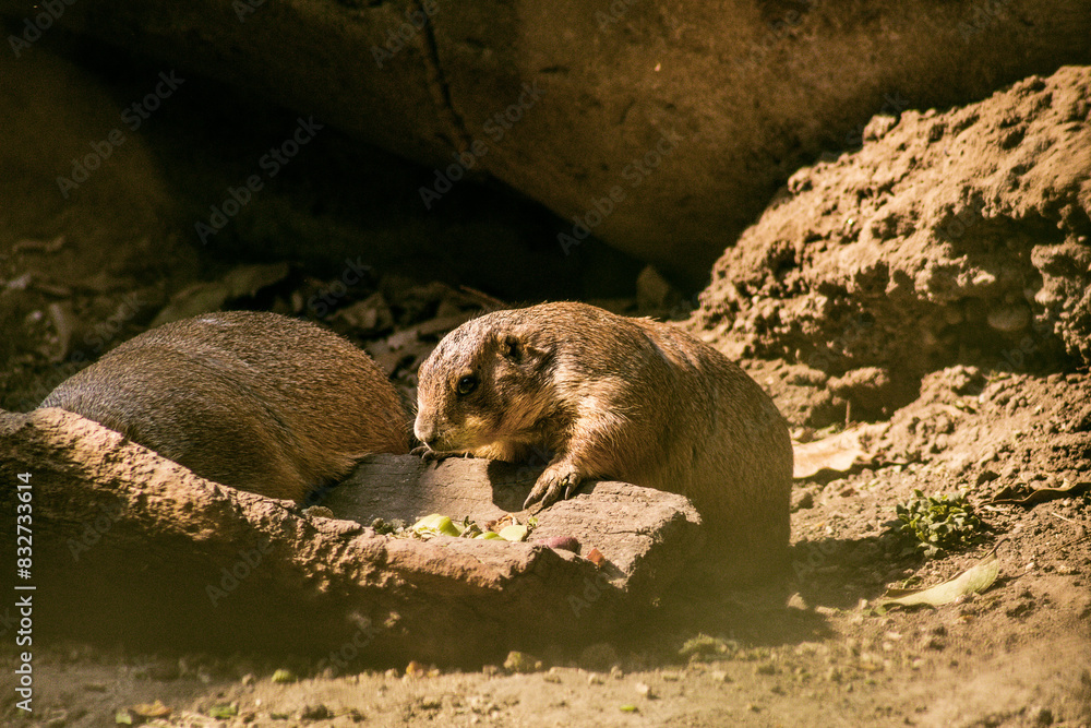 Obraz premium meerkat in the zoo