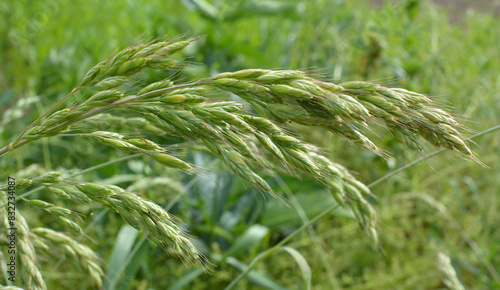 Cereal grass bromus grows in nature photo