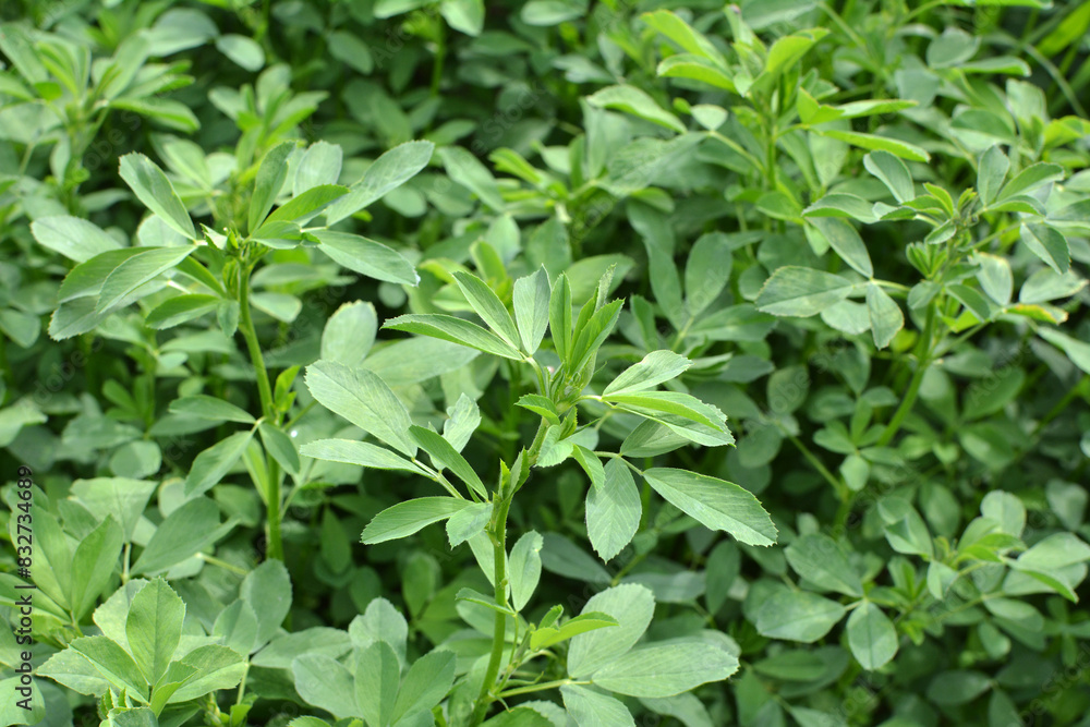 In the spring field young alfalfa grows In the spring field young alfalfa grows