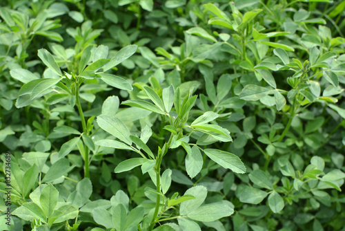 Wallpaper Mural In the spring field young alfalfa grows Torontodigital.ca