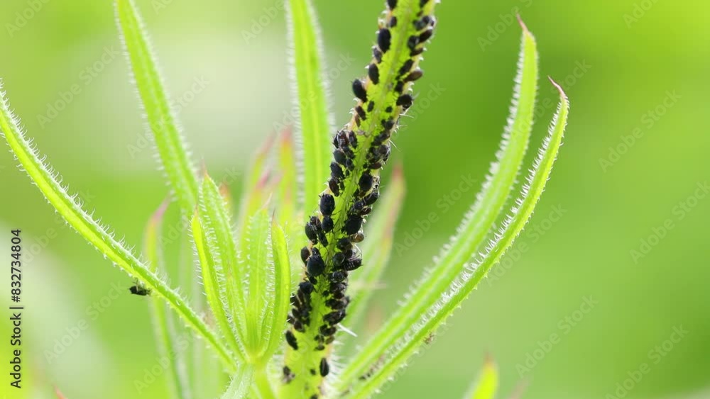 aphids feeding on a plant 4k 30fps video aphids feeding on a plant 4k 30fps video