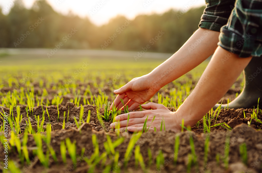 Young seedlings in the hands of a farmer. Agriculture, organic gardening, planting or ecology concept. Environmental, earth day Young seedlings in the hands of a farmer. Agriculture, organic gardening, planting or ecology concept. Environmental, earth day