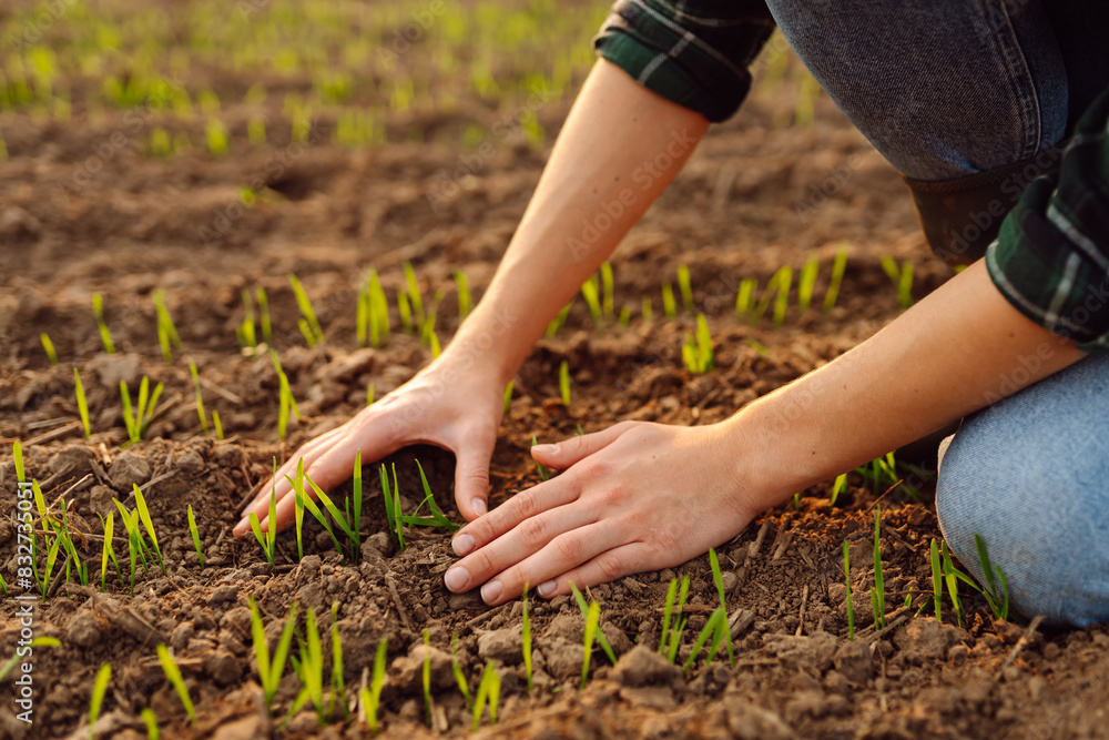 Young seedlings in the hands of a farmer. Agriculture, organic gardening, planting or ecology concept. Environmental, earth day Young seedlings in the hands of a farmer. Agriculture, organic gardening, planting or ecology concept. Environmental, earth day