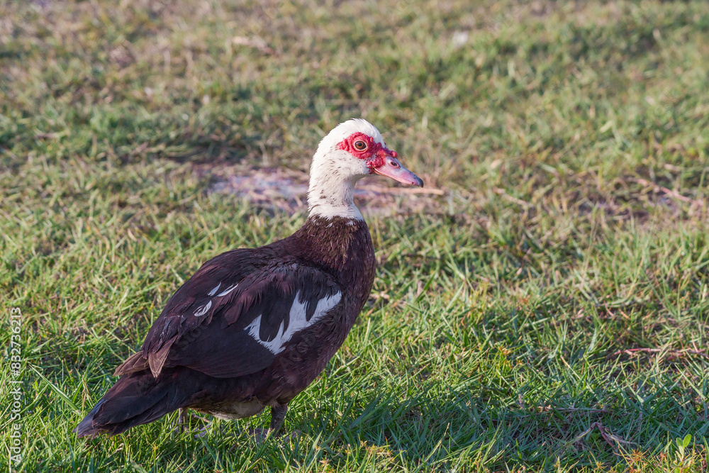 Wild female Muscovy duck walking on grass. Florida. USA Wild female Muscovy duck walking on grass. Florida. USA