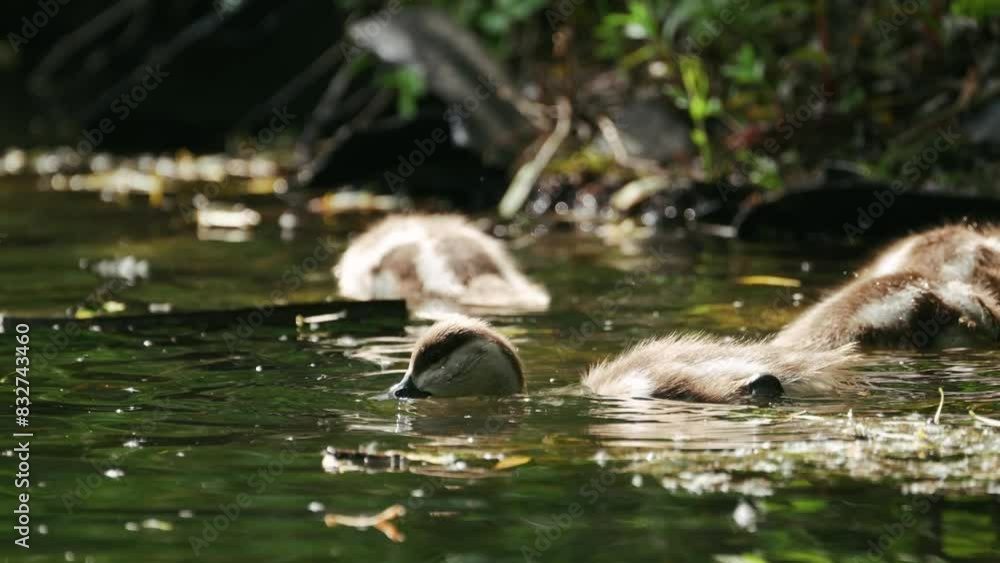 The Duckling Ogar (Red Duck) is looking for food in the pond. Sunny day, summer The Duckling Ogar (Red Duck) is looking for food in the pond. Sunny day, summer