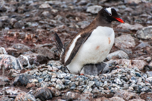 Close-up of a Gentoo Penguin -Pygoscelis papua- sitting on its nest at Cuverville Island, on the Antarctic Peninsula