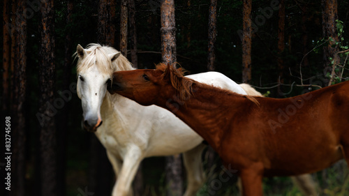 In the woods, a white horse and a brown horse are kissing lovingly