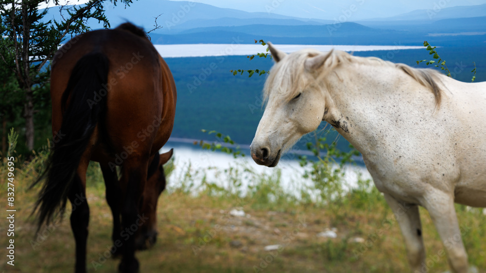 Two horses, one brown and one white, standing side by side in a field Two horses, one brown and one white, standing side by side in a field
