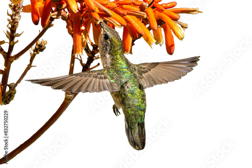 Costa's Hummingbird (Calypye costae) Photo, Feeding on Soap Aloe (Aloe maculata) in Flight on a Transparent PNG Background photo