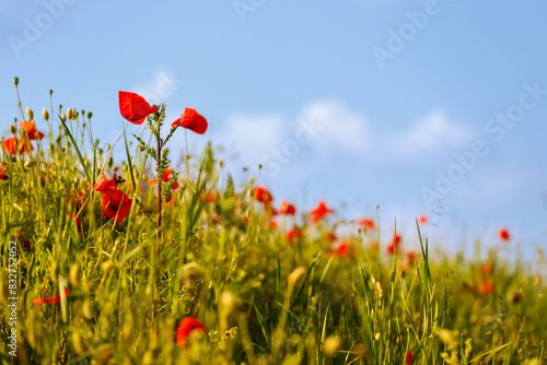 Poppy in beautiful meadows in summer