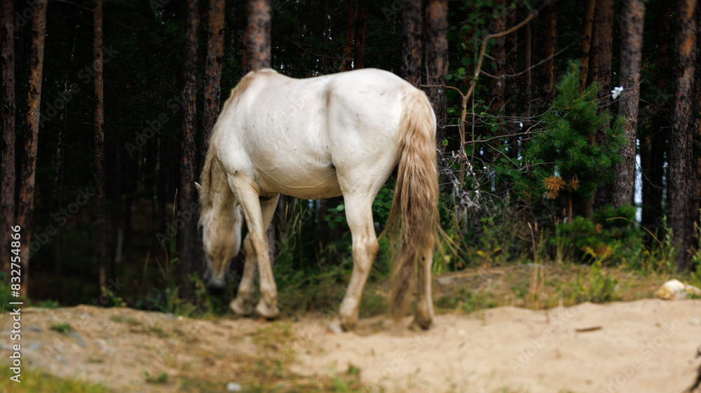 A white horse is peacefully munching grass in the forest A white horse is peacefully munching grass in the forest
