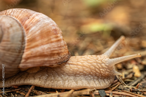 A detailed close-up of a snail crawling on the ground, highlighting its textured shell and body. The background is softly blurred, providing copy space.