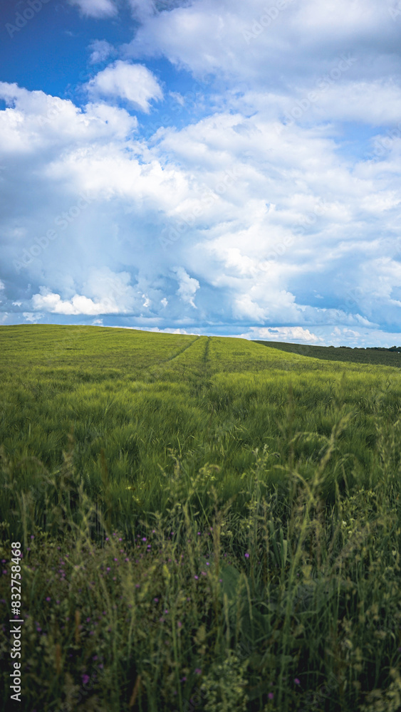 von blumen insekten und wolken von blumen insekten und wolken
