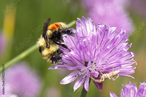 Orange belted bumble bee on flower. photo