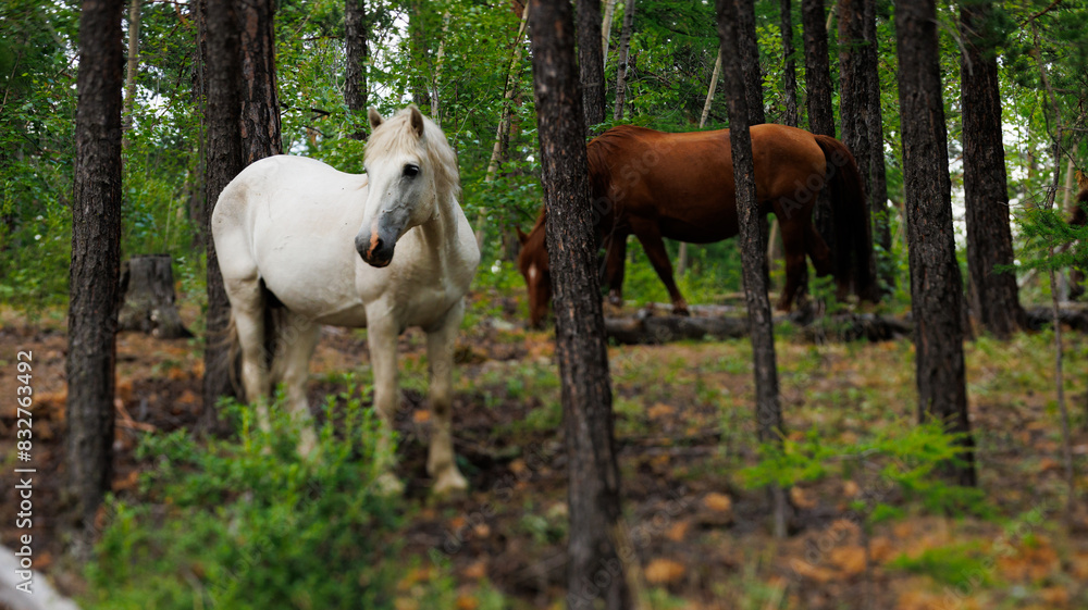 Obraz premium White and brown horses graze peacefully in woods among lush greenery