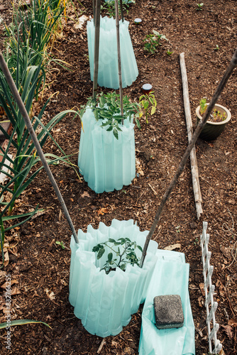 tomato plants in garden, pea patch with blue Insulating Plant Protective Covers photo