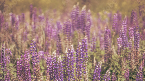 von blumen insekten und wolken