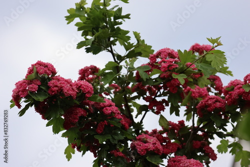 Red beautiful flowering plant with sow flowers and green leaves. Photographed against a clear blue sky.