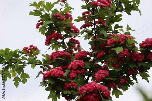 Red beautiful flowering plant with sow flowers and green leaves. Photographed against a clear blue sky.