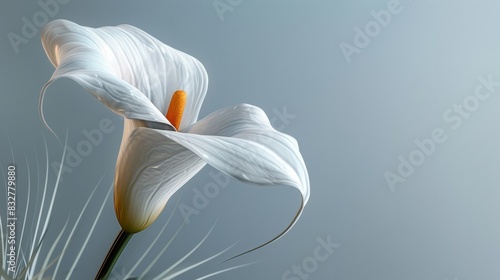 A minimalist approach with a single, elegant calla lily, its sleek white bloom curving gracefully against a pure white backdrop. 
