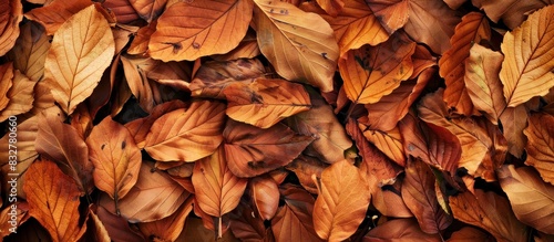 Collection of fallen leaves.