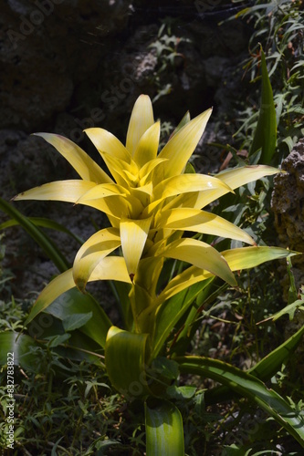 yellow lily flower