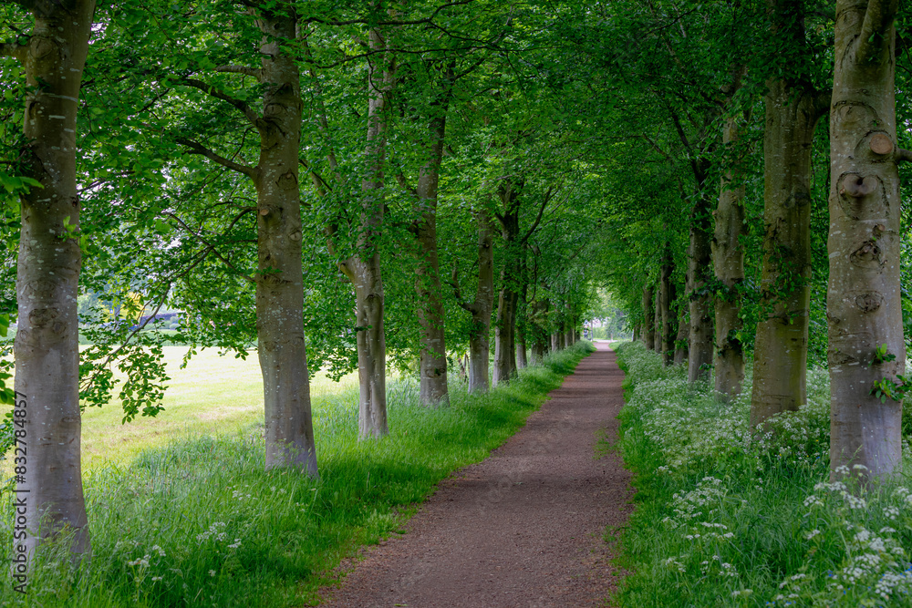 Countryside road with tree trunks and young green leaves, Spring landscape with small street and white flowers Cow Parsley, Anthriscus sylvestris, Wild chervil or keck along the side road, Netherlands Countryside road with tree trunks and young green leaves, Spring landscape with small street and white flowers Cow Parsley, Anthriscus sylvestris, Wild chervil or keck along the side road, Netherlands