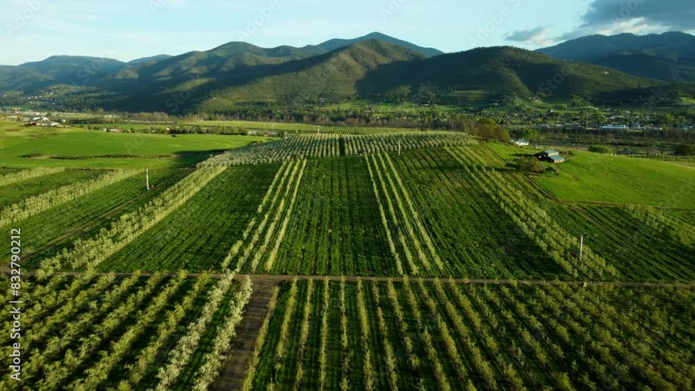 Phoenix, Oregon, USA, Spring 2023. Flying over the pear orchards at sunset. Phoenix, Oregon, USA, Spring 2023. Flying over the pear orchards at sunset.