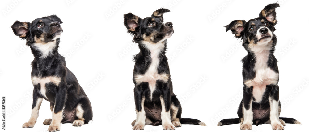 Group of Three Dogs Sitting Together Group of Three Dogs Sitting Together