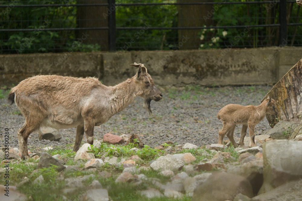Młodziutki markur turkmeński z Warszawskiego Zoo. Młodziutki markur turkmeński z Warszawskiego Zoo.
