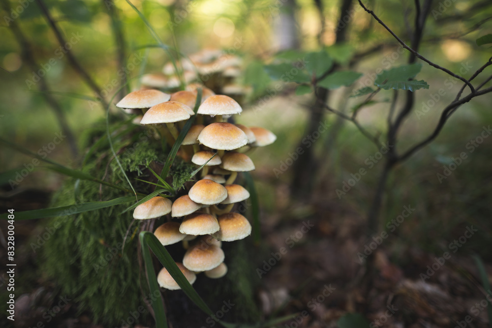 inedible mushrooms grow from a tree stump in the forest inedible mushrooms grow from a tree stump in the forest