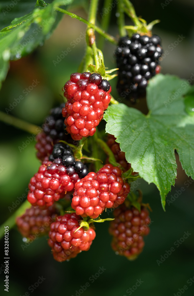 delicious and juicy blackberry fruits on a bush in the garden delicious and juicy blackberry fruits on a bush in the garden
