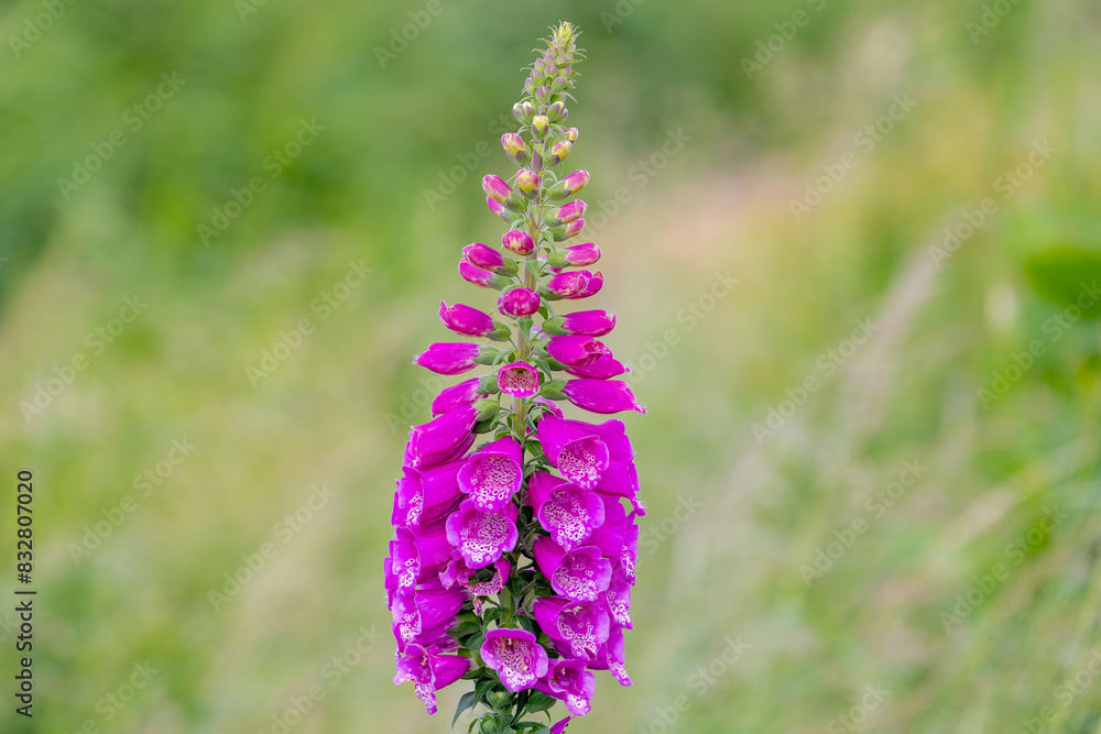 Selective focus of purple pink Digitalis purpurea (Lady's glove) flower with green grass meadow as background, The common foxglove is a species of flowering plant in the plantain family Plantaginaceae Selective focus of purple pink Digitalis purpurea (Lady's glove) flower with green grass meadow as background, The common foxglove is a species of flowering plant in the plantain family Plantaginaceae
